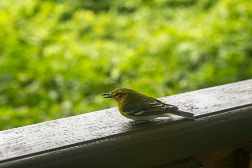 small wild bird at window standing in havana cuba