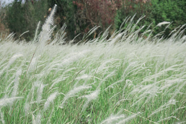istock Poaceae plants, on the fields of white. 512737472