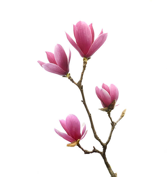 istock Pink magnolia flowers isolated on white background 512738146
