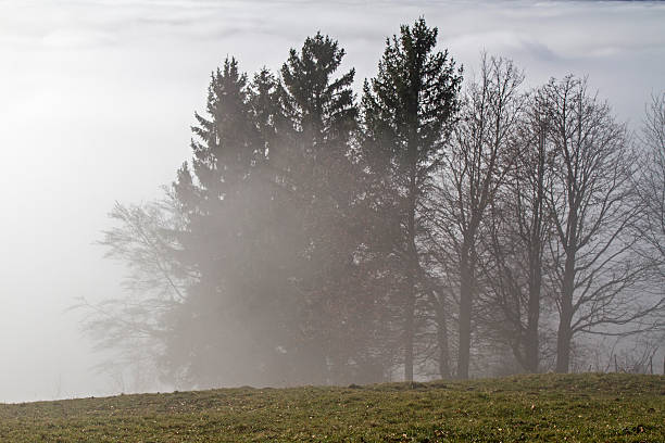 nebel bäume в/м - inversion layer стоковые фото и изображения