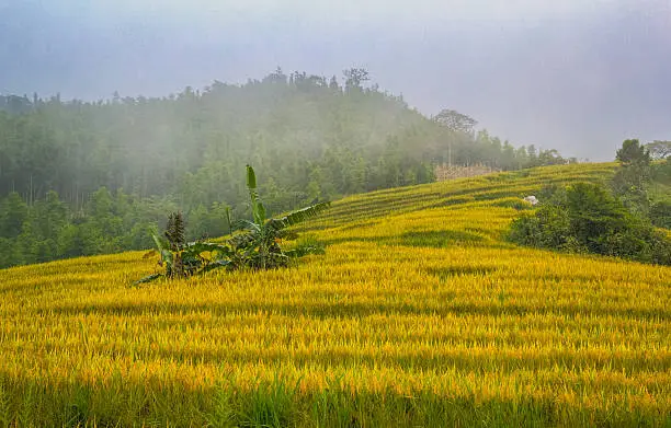 Beautiful landscape about terraced rice field in Laocai province, Vietnam