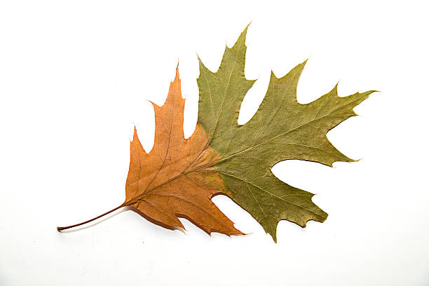 seca outono folha de carvalho sobre sobre branco - oak leaf oak tree acorn season imagens e fotografias de stock