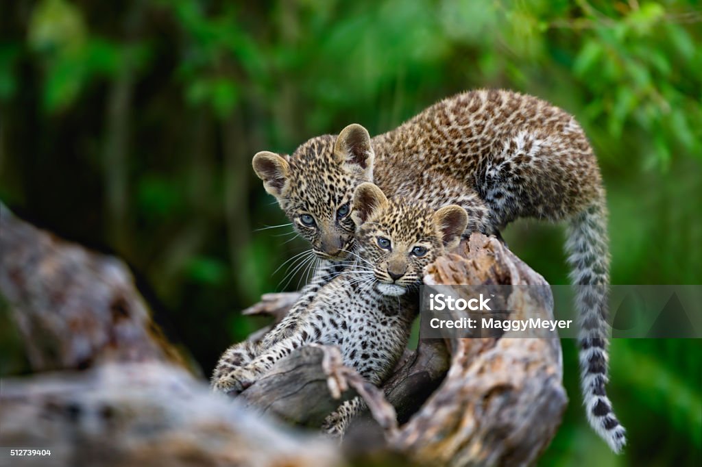 Leopard cubs on a dry tree in Masai Mara - Royaltyfri Leopard Bildbanksbilder