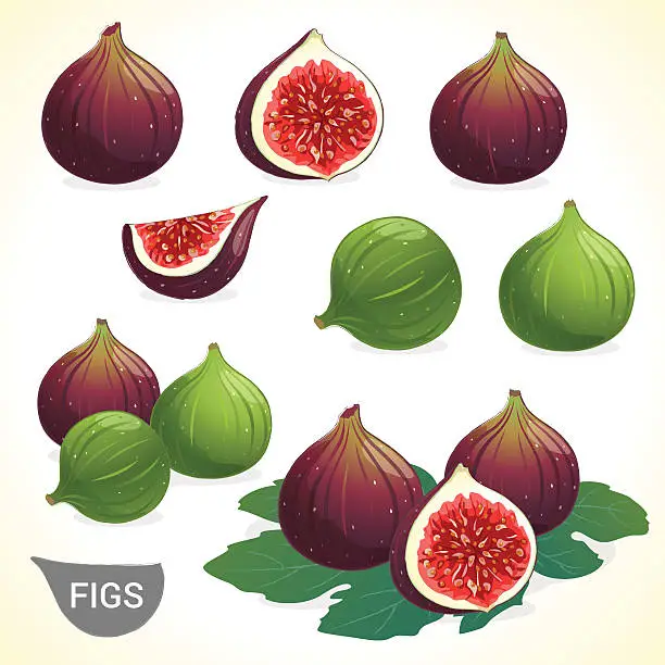 Vector illustration of Set of dark fig and green figs in vector