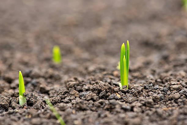 istock germinated plants in the spring garden 512740014
