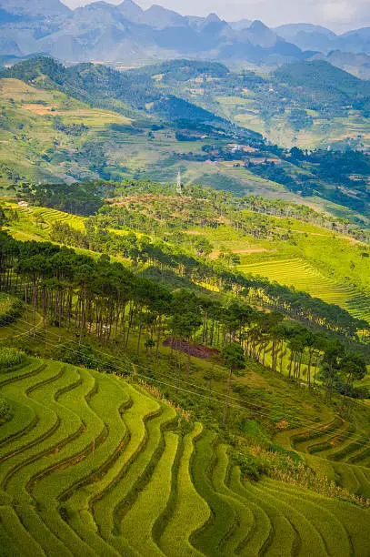 Beautiful landscape about terraced rice field in Hagiang province, Vietnam