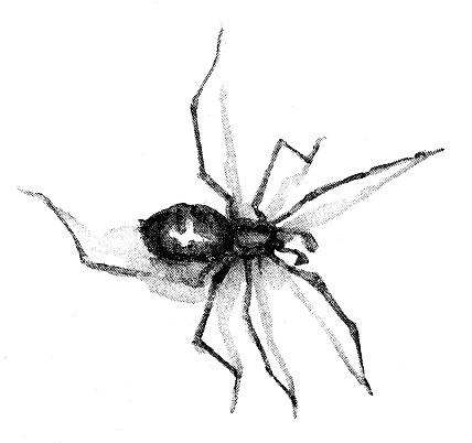 Antique dotprinted watercolor illustration of Japan: Spider