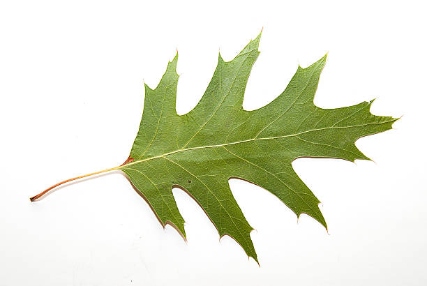 seca outono folha de carvalho sobre sobre branco - oak leaf oak tree acorn season imagens e fotografias de stock