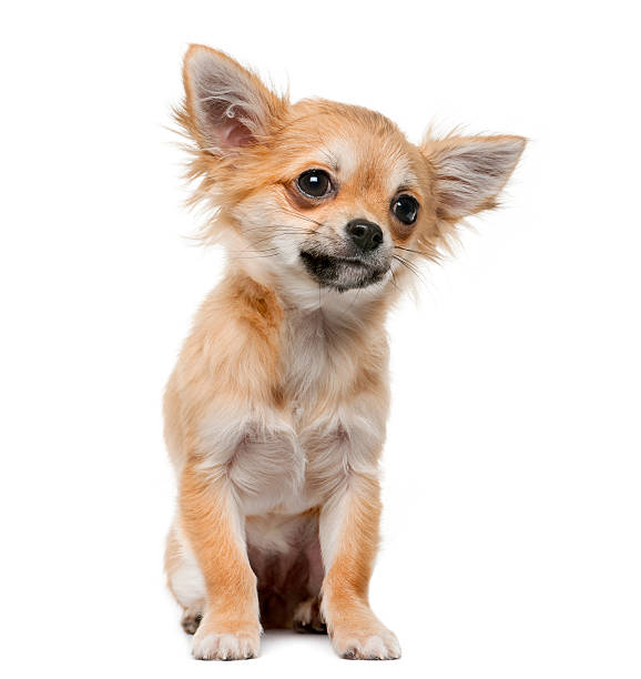 istock Chihuahua puppy (4 months old) 512742362
