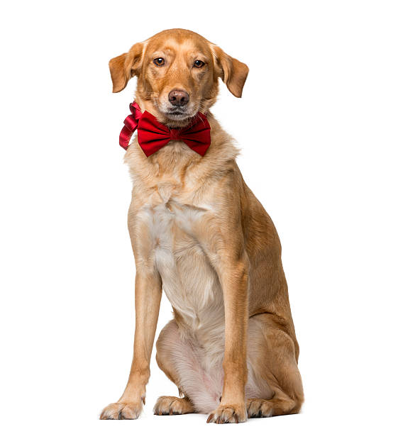istock Crossbreed (8 years old) in front of a white background 512742930