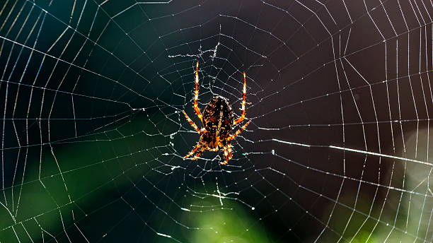istock cross spider in its web waiting for the victim. 512743076