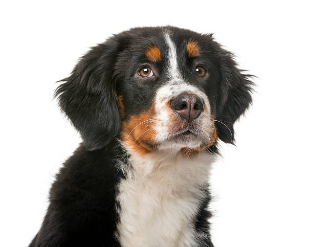 istock Bernese Mountain Dog puppy (5 months old) 512743444