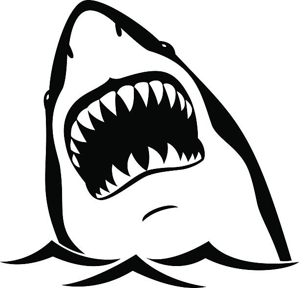 Shark Black shark isolated on white background animal teeth stock illustrations