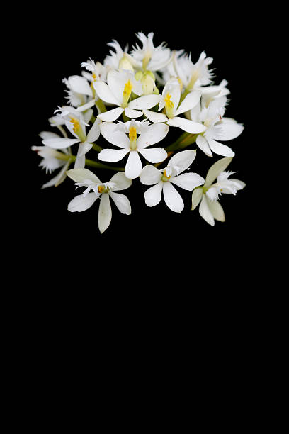 istock Cluster of White Flowers 512744018