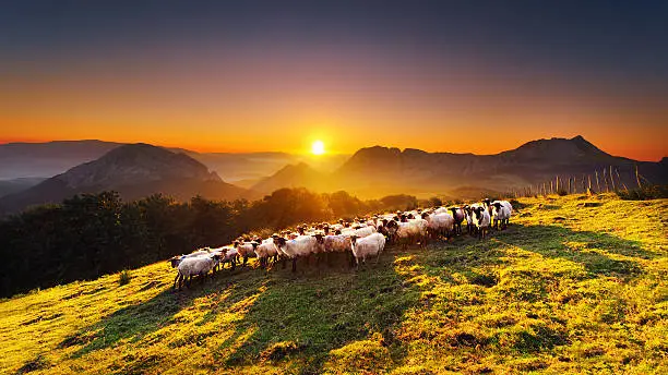 Flock of sheep in Saibi mountain. Urkiola, Basque Country