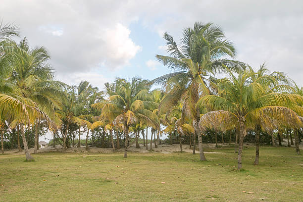 istock palm tree forest with coconut fruit  at varadero cuba 512744622