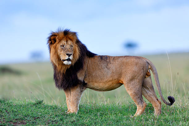 Powerful Lion Lipstick of Rekero Pride in Masai Mara stock photo