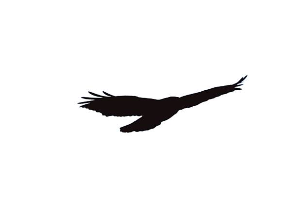 silhouette-turmfalke vogel der beute im flug - kestrel hawk beak falcon stock-fotos und bilder