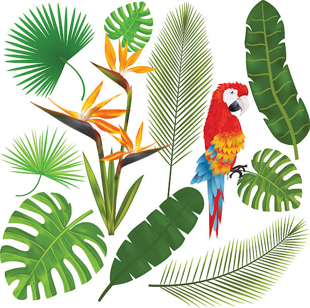тропические листья, цветы и ара векторный рисунок - fern frond leaf illustration and painting stock illustrations