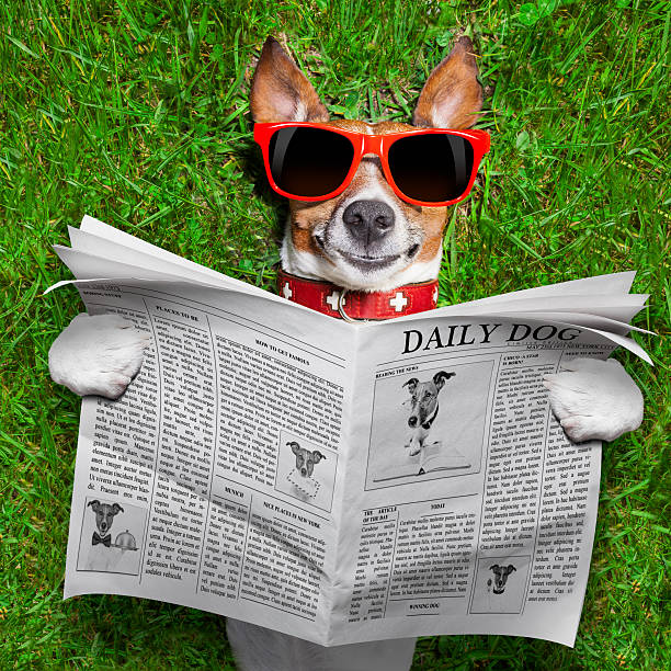 perro leyendo periódico - newspaper dog pets grass fotografías e imágenes de stock