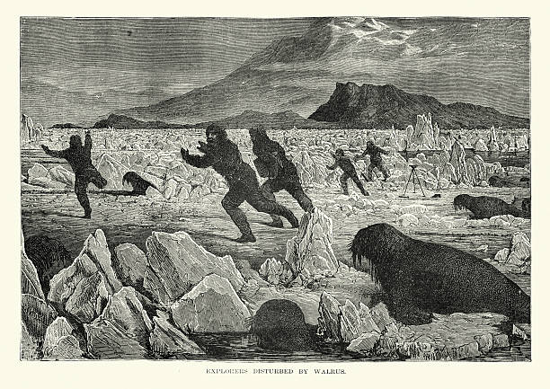 Vintage engraving showing victorian arctic explorers being chased by Walrus. 19th Century