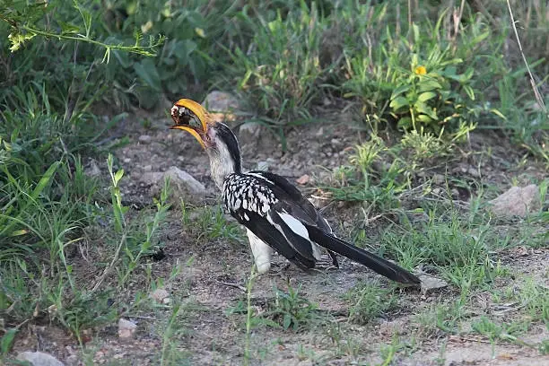 Hornbill. Bird with the beetle. Kruger National Park. South Africa. Птица-носорог с жуком. Национальный парк Крюгера. Южная Африка.