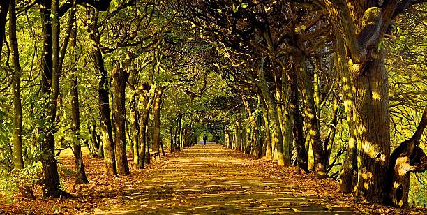 istock beautiful colorful autumn park in sunny day 512746631