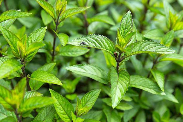 istock peppermint in the garden 512746900
