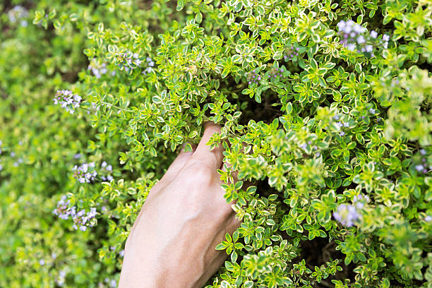 istock thyme in the garden 512747288