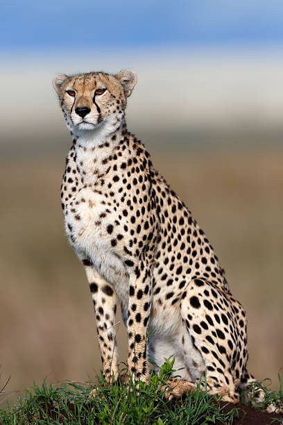 Cheetah Kakenya looking for food stock photo