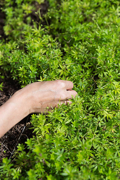 istock woodruff in the garden 512748104