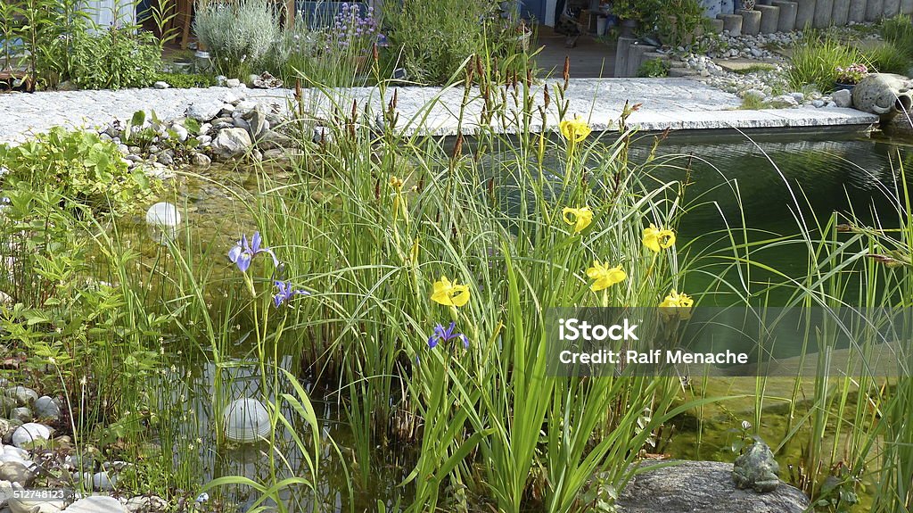 Around our pond - Iris pseudacorus.... Iris pseudacorus.... Agricultural Field Stock Photo