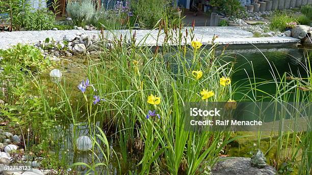 Around Our Pond Iris Pseudacorus Stock Photo - Download Image Now - Agricultural Field, Beauty In Nature, Colors