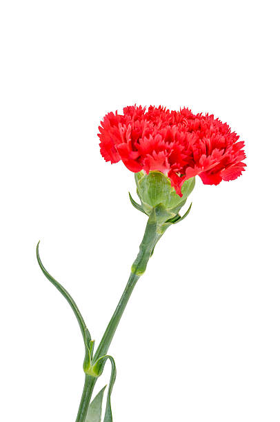 istock Red Carnation Flowers On white background. 512748716