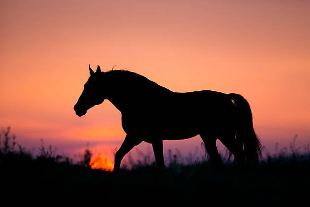 istock Horse silhouette on sunrise background 512748907