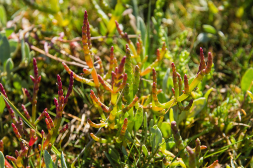 Close up of Salicornia europaea (common glasswort) in the seaside field