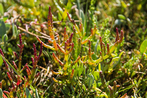 Salicornia europaea Close up of Salicornia europaea (common glasswort) in the seaside field salicornia europaea stock pictures, royalty-free photos & images