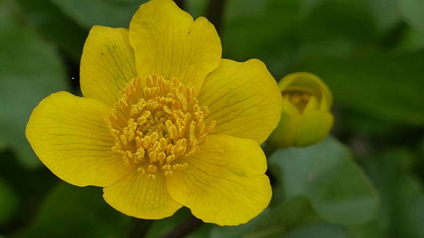 istock Around our pond - Caltha palustris / Sumpf-Dotterblume.... 512750021