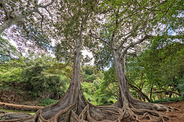 istock Inside tropical rainforest in Hawaii at Arlington botanical gardens 512750145