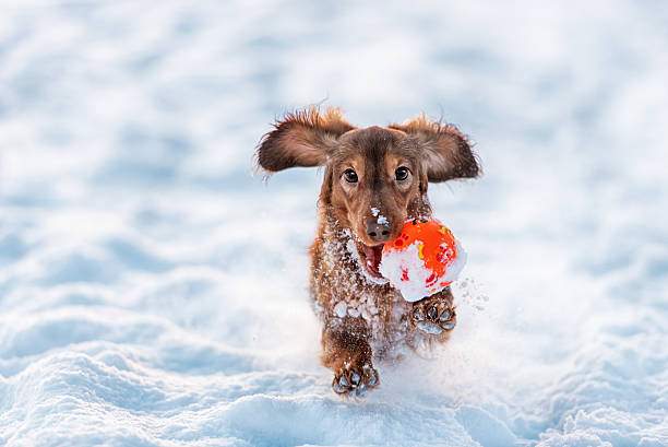 gracioso perro perro salchicha salta hasta en el parque de invierno - dachshund dog fotografías e imágenes de stock