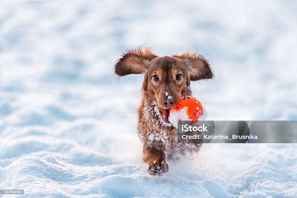funny dog dachshund  jumps up in winter park Longhaired Dachshund dog red color runs with the ball in his mouth with the snow Dog Stock Photo
