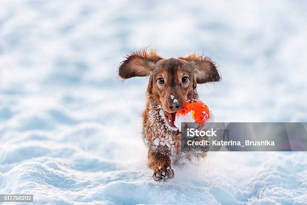 Funny Dog Dachshund Jumps Up In Winter Park Stock Photo - Download Image Now - Dog, Snow, Winter