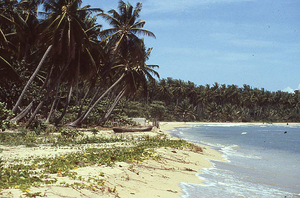 istock Dense Coconut groves and white sand beach Les Cayes Haiti 512750553