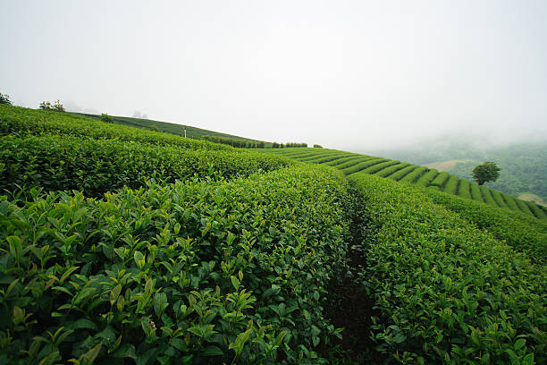 istock Fresh green tea plantation 512750822