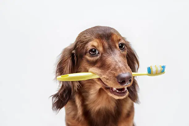 Photo of Dachshund dog with a toothbrush