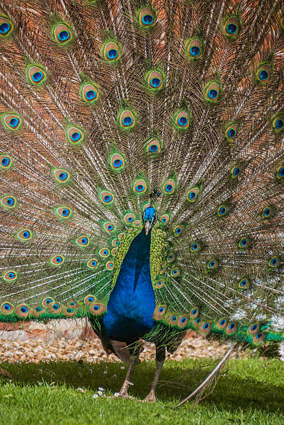 istock Male Peacock with Tail Fanned 512751499