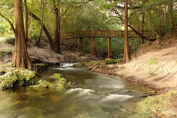 Scenic Lime Sink Run in Suwannee River State Park, Northern Florida