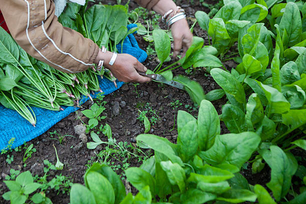 collecting spinach in vegetable garden stock photo