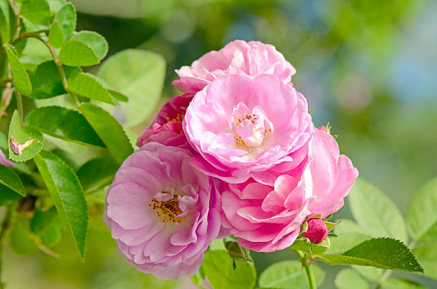 istock Pink English Roses on Blurred Rose Garden Background. 512752542