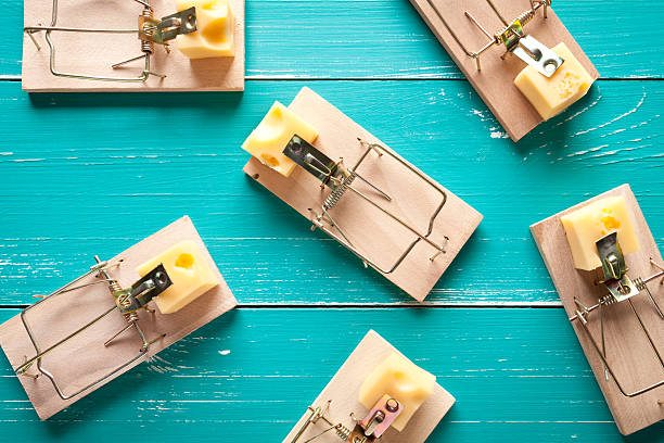 Mouse traps with cheese on turquoise table Mouse traps with cheese on turquoise table. This file is cleaned and retouched. trap stock pictures, royalty-free photos & images